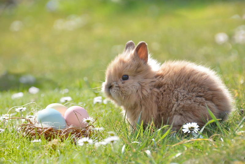 mammal, colorful eggs, outdoors, rodent, one animal, nature, brown, photography, focus, easter eggs, young animal, hare, domestic animals, cute, meadow