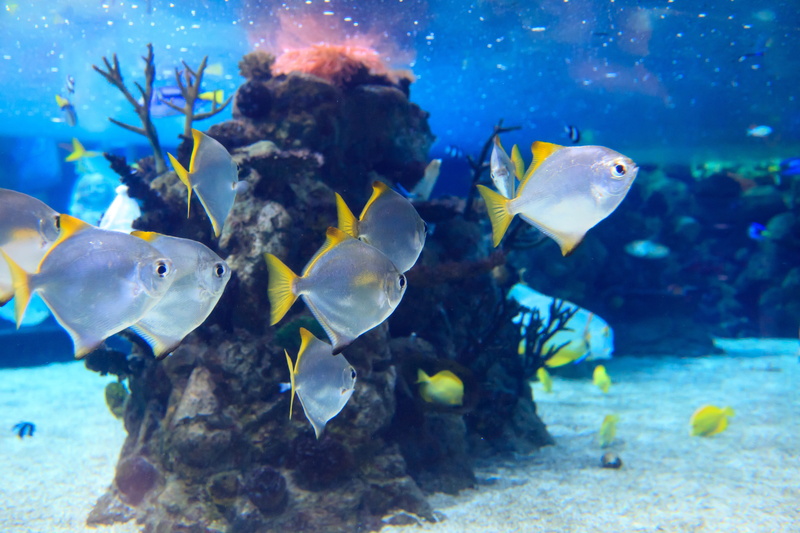 blue, reef, coral, deep, school of fish, transparent, undersea, sea, aquarium, vertebrate, exotic, ecosystem, variety, animal, silver, large group of animals