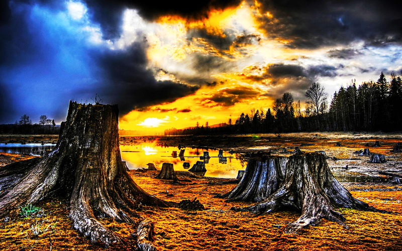 forest, clouds, 3d and abstract, pond, reflection, tree trunk, outcome, land, 1080P