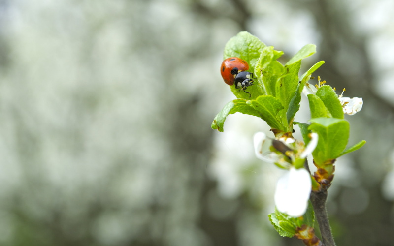 bugs, animals, flower, Ukraine, Thorn, hd, nature, 2K, art, ladybug, Artem