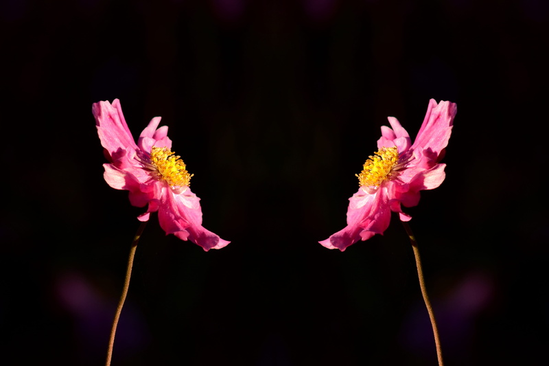 greeting card, no people, flowering plant, pink color, studio shot, fall anemone, anemone, vulnerability, flower, double, inflorescence, beauty in nature