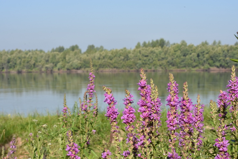 beauty in nature, flowering plant, tranquil scene, tree, siberia, lavender, growth, scenics - nature, beach, novosibirsk, forest, focus on foreground, day