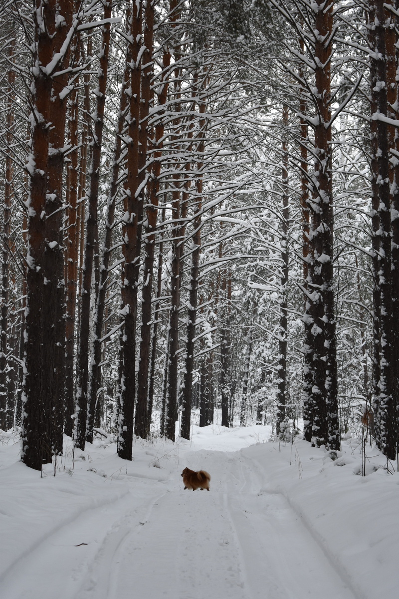 novosibirsk, animal themes, dog, landscape, covering, spitz, forests, trunk, siberia, mammal, snow, frost, cold, white color, day, woodland, tree, plant