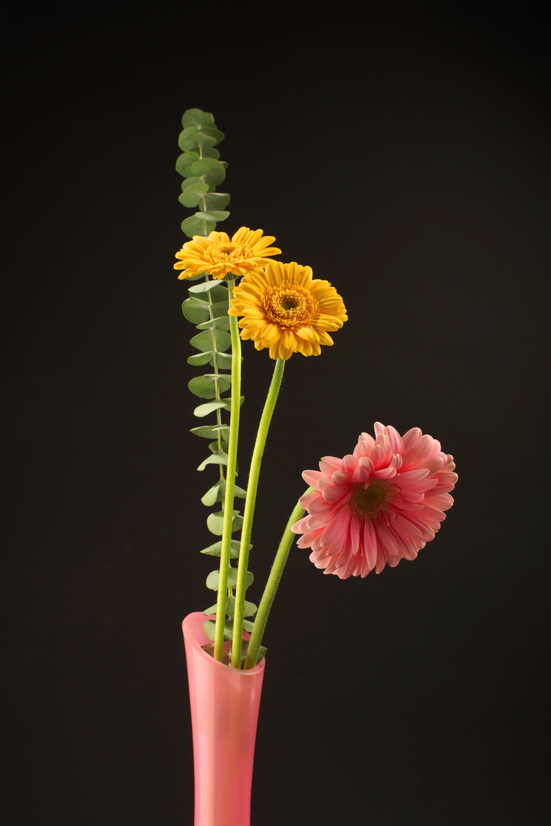 flowering plant, freshness, raspberry, vase, indoors, of greenhouse, novosibirsk, petal, yellow, flower head, studio shot, black background, on a black background