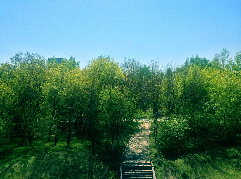 day, land, footpath, nature, green color, growth, severnaya ul., green, 2K, forest, the way forward, non-urban scene, foliage, outdoors, beauty in nature