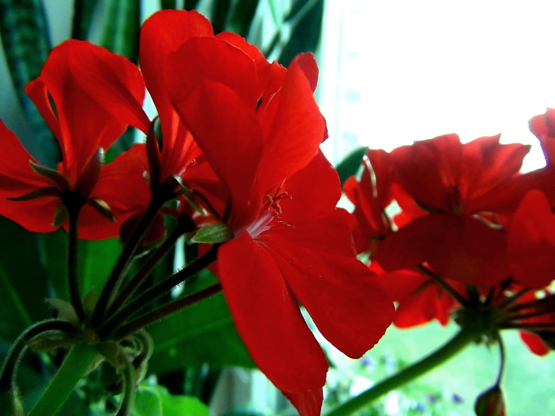 no people, fragility, nature, focus on foreground, macro, growth, plant part, beauty in nature, flower head, leaf, petal, outdoors, inflorescence, red flower