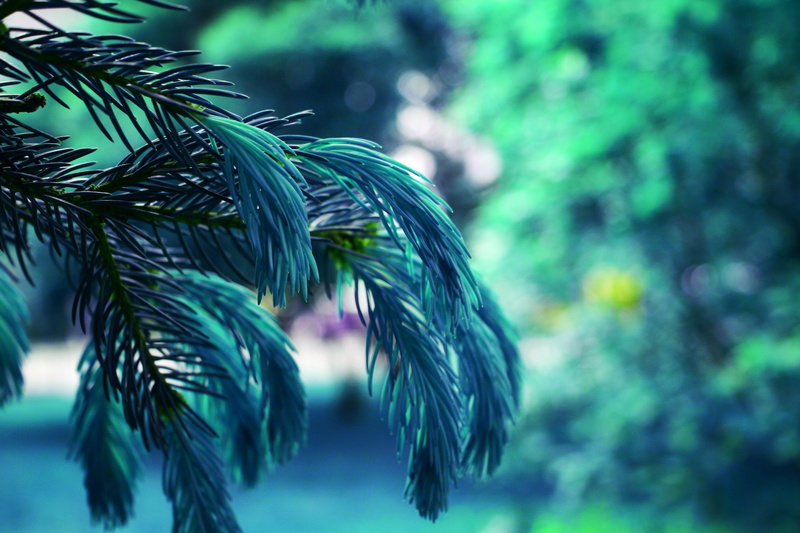 tropical climate, pine tree, plant, no people, 4K, green color, plant part, tree, green, focus on foreground, needles, novosibirsk, needle - plant part