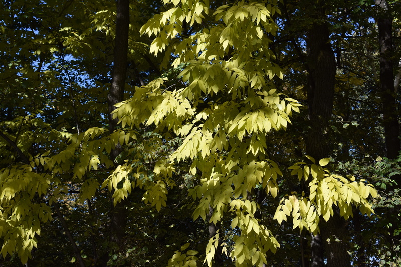 change, yellow leaves, 5K, beauty in nature, nature, vulnerability, leaves, leaf, novosibirsk, plant part, autumn, júglans mandshúrica, tranquility, tree