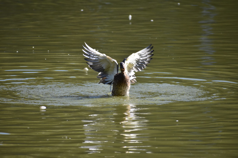 animal, nature, no people, 5K, animals, mid-air, outdoors, feathers, bird, flapping, animals in the wild, rippled, motion, novosibirsk, plays, seagull