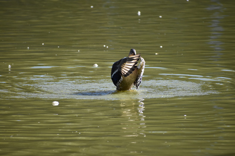 reflection, animals in the wild, outdoors, vertebrate, zoo, animal themes, swimming, no people, wings, poultry, 5K, duck, one animal, water, plays, animals