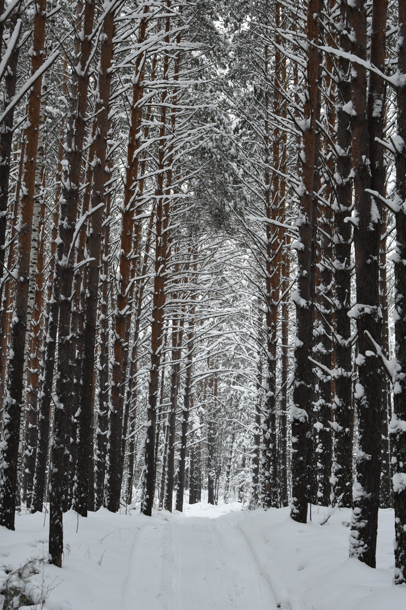 icicle, forest, nature, covering, tranquil scene, 5K, snowing, snow, trunk, plant, cold temperature, coldly, tree trunk, land, landscape, winter, frost