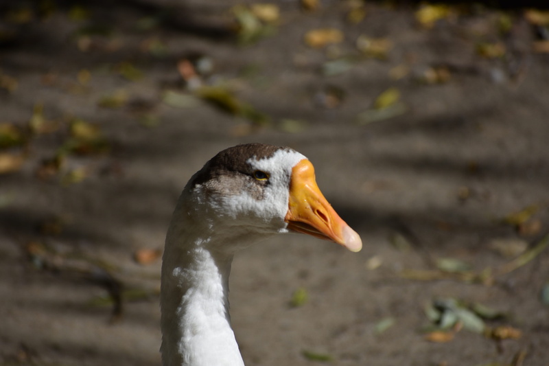 5K, goose, animal themes, bird, one animal, no people, profile view, animal body part, nature, side view, day, water bird, animal wildlife, animals in the wild