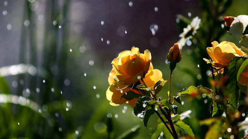 storm, drops, 1080P, petals, nature, sparkle, plants, images, flowers, garden, weather, rain