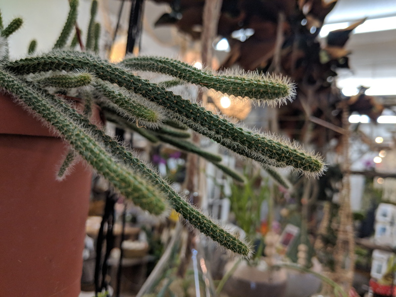 illuminated, reflection, cactus, house cactus, united states, holiday, plant, goffstown, no people, 10 depot st, green color, small cactus, flower shop