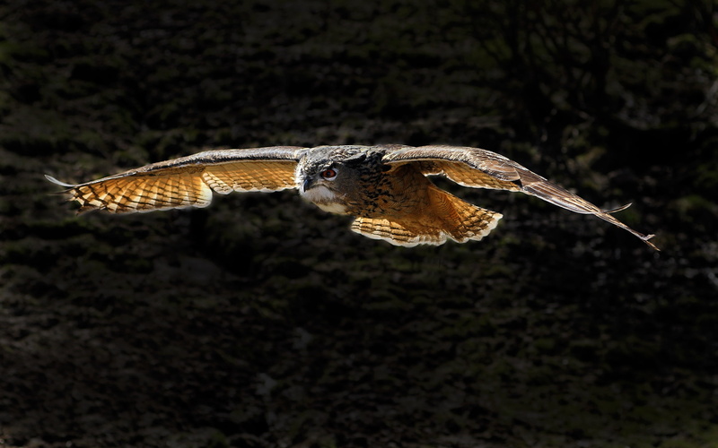 animals, night, art, hd, stalker, 2K, x, birds