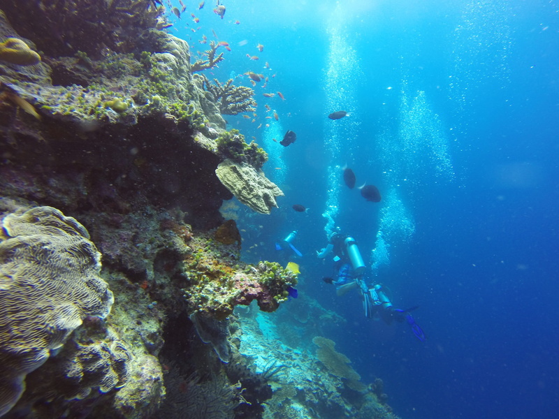 Diver, sport, Diving, adventure, ocean, Scuba, real people, Scuba Diving, tropical, diving, outdoors, leisure activity, marine, nature, underwater diving