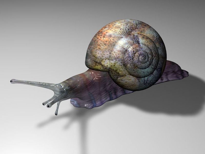 snail, animals, 480P