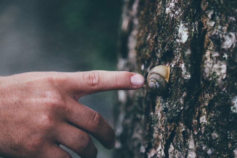 outdoors, trunk, human hand, tree, body part, one person, finger, close-up, human body part, textured, plant bark, snail, nature, human finger, men, trees