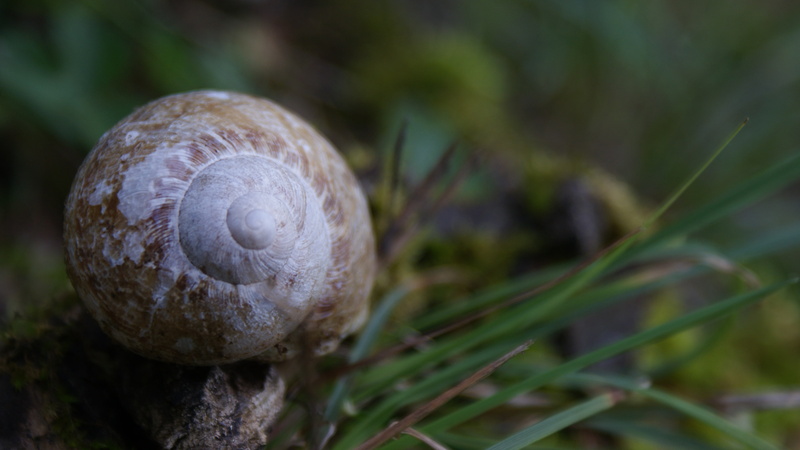 blurred, snail, animals, 4K, plants, nature