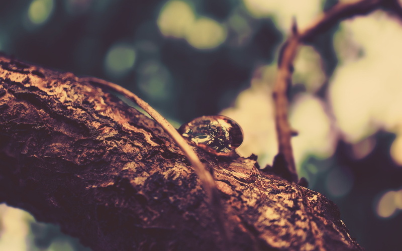 2K, snail, solid, shell, outdoors, selective, branch, plant, close-up, focus, animals in the wild, leaf, rock, animal themes, tree, animal wildlife, invertebrate