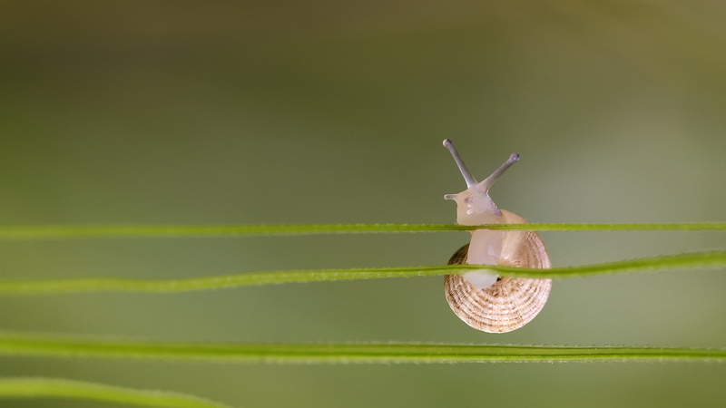 green, macro, simple, 1080P, snail, depth of field, nature, closeup