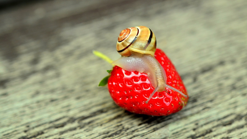 Strawberry, Big, 4K, Snail