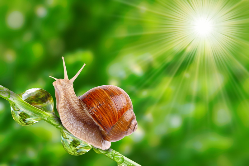 4K, sunshine, nature, snail