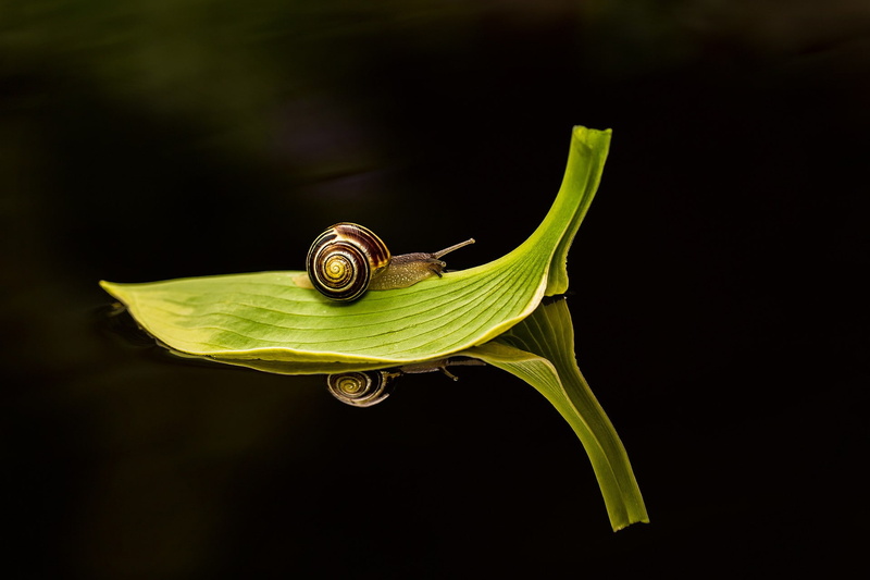 water, snail, leaves, insect, reflection, macro, 1080P