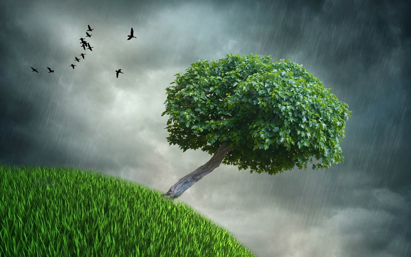 hill, sky, storm, birds, grass, spring, rain, nature, art, 1080P, drops, landscapes, trees, clouds, mood, digital, manip