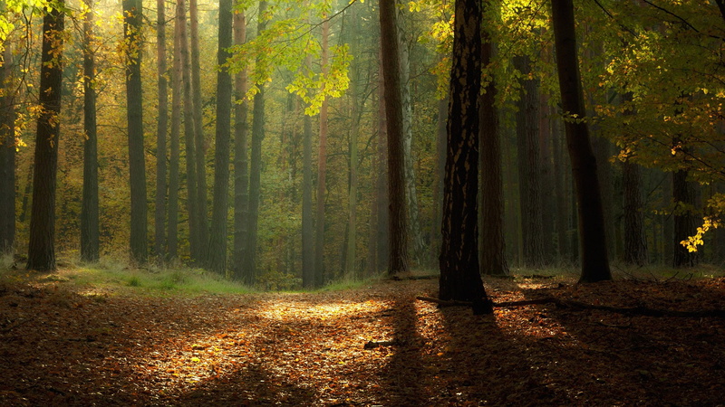 natural, garden, road, plant, outdoors, scene, branch, alley, sky, forest, fall, pine woodland, yellow, trees, scenics - nature, tranquil scene, path, sunny