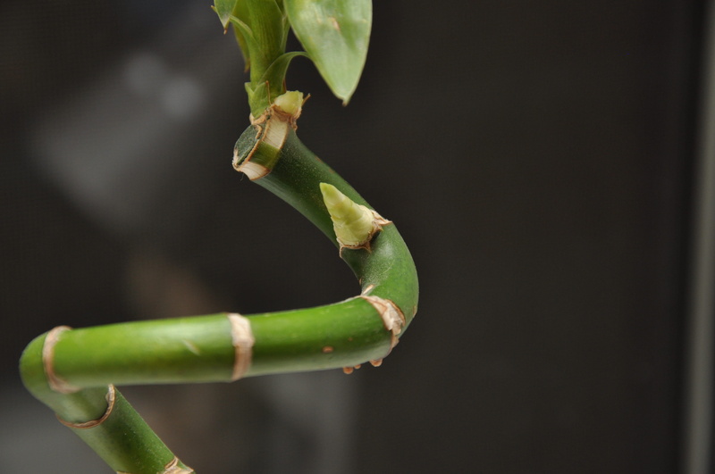 focus on foreground, plant stem, close-up, beauty in nature, outdoors, volgograd, no people, plant part, bamboo, day, copy space, animal, plant, animal wildlife