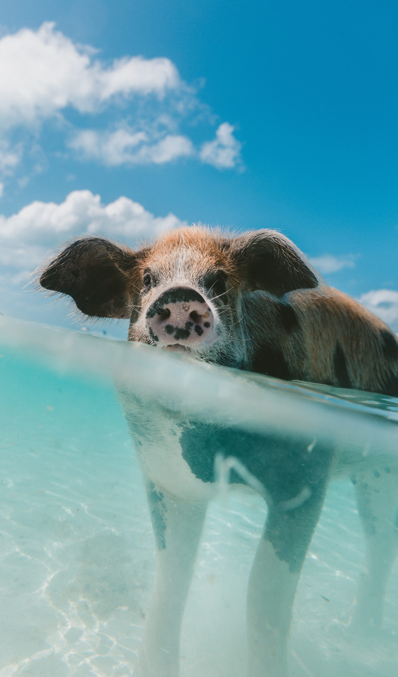 portrait, 5K, water, body, walking, sky, cloud - sky, outdoors, mammal, animal, animals And Pets, brown, blue, cow, swimming pool, turquoise colored, nature