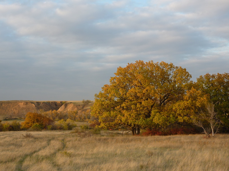 tranquil scene, scenics, nature, grass, beauty in nature, sky, growth, environment, evening, autumn, landscape, steppe, redhead, scenics - nature, yellow