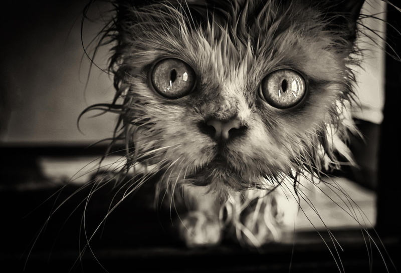 cat, 1080P, big, big eyes, animals, eyes, look
