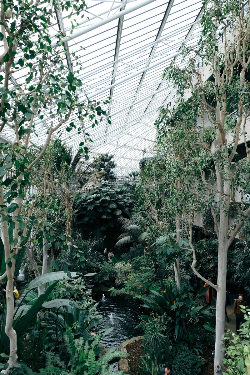 united kingdom, plant part, forest, garden, day, beauty in nature, science, no people, ceiling, greenhouse, nature, botany, london, trees, indoor, leaf