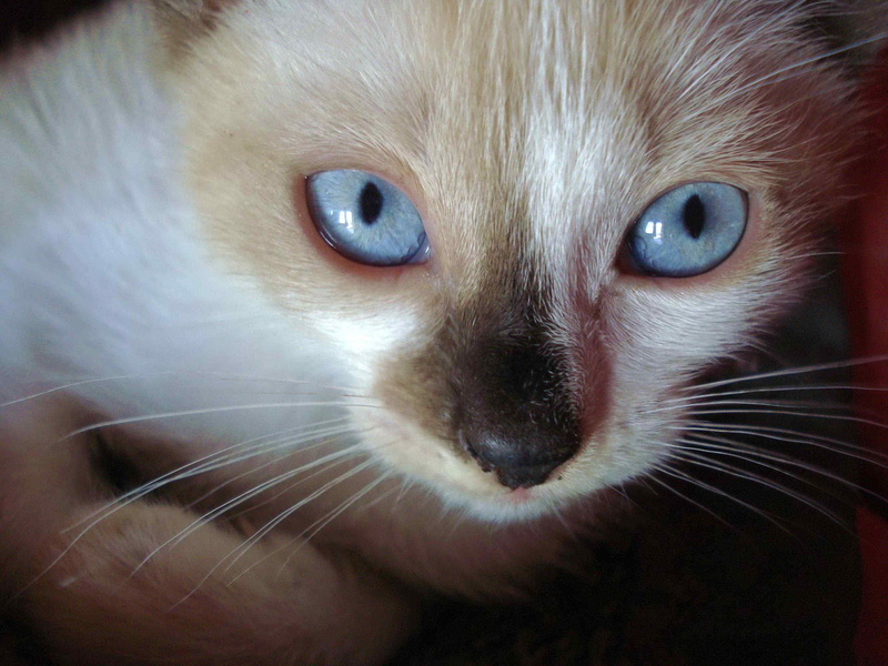 vertebrate, feline, pets, mammals, looking, eye, animal themes, animal, staring, blue, mammal, kitten, sharp, bright, illuminated, animals, cat, stares