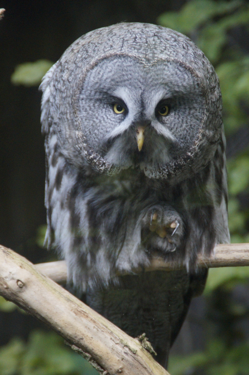 eagle owl, way, nocturnal, no people, vertebrate, animal eye, focus on foreground, bill, outdoors, nature, close-up, plant, branch, Claw, Bill, portrait