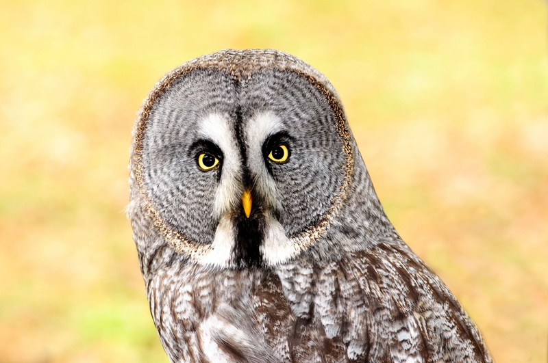 bird of prey, animal eye, sharp look, yellow, 4K, owl, bird, animal themes, animals in the wild, animal head, lapland owl, animal, vertebrate, yellow eyes