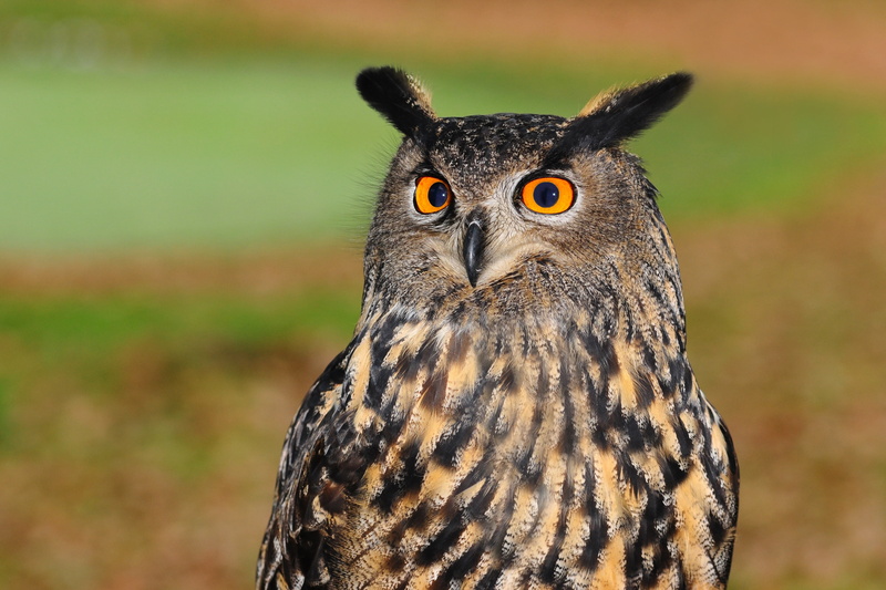 no people, close-up, 4K, animal themes, black, bird of prey, european eagle owl, animal head, looking at camera, animal eye, animal wildlife, animal body part