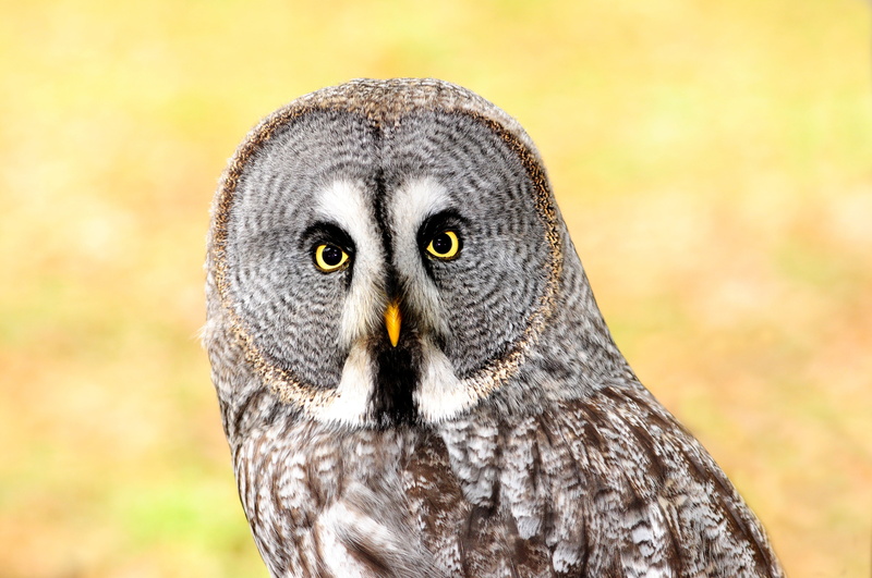 close-up, looking at camera, bird of prey, yellow eyes, no people, outdoors, one animal, animal body part, photography, eye, vertebrate, focus on foreground