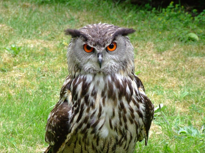 no people, eurasian eagle owl, point to, carnivore, animals Hunting, bird, animal Eye, day, looking, plant, sharp look, bird of Prey, barn, eagle Owl, vertebrate