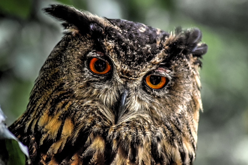 portrait, owl, animal body part, animal head, eye, outdoors, beak, animal, close-up, bird, animal themes, eurasian eagle owl, animals in the wild, sharp look