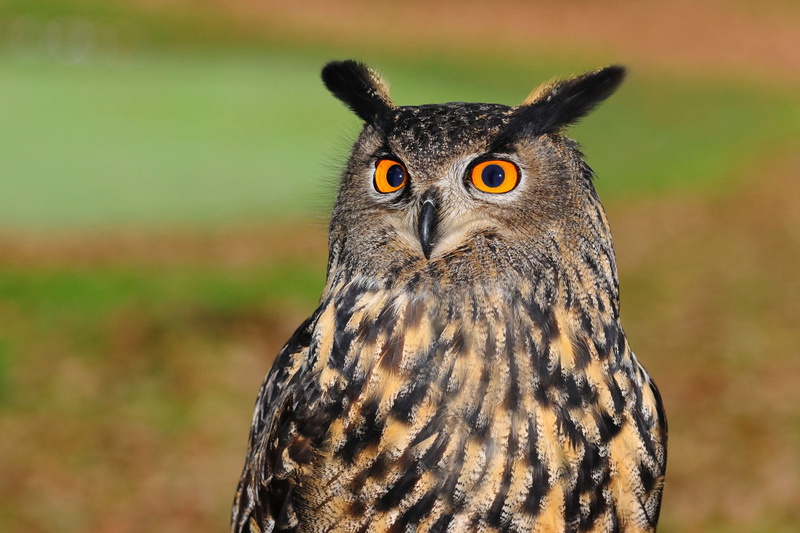 looking, no people, focus on foreground, animals in the wild, 4K, looking at camera, animal eye, sharp look, animal wildlife, one animal, close-up, yellow eyes