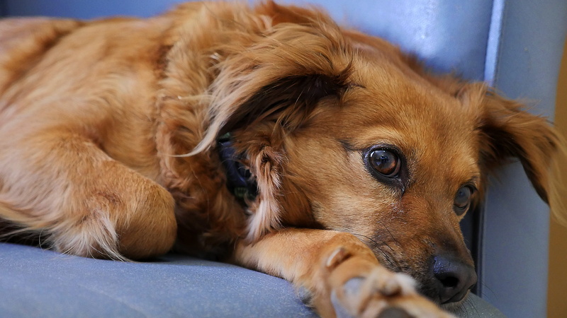 eyes, animal body part, tender, soft, mammal, vertebrate, animal, puppy, animal themes, domestic animals, animal head, lying down, portrait, beauty, animal eye