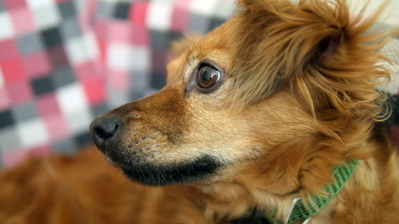 pet, looking, domestic animals, animal, looking away, one animal, dog, relax, tender, animal hair, astounding, stunning, adorable, close-up, mammal, vertebrate