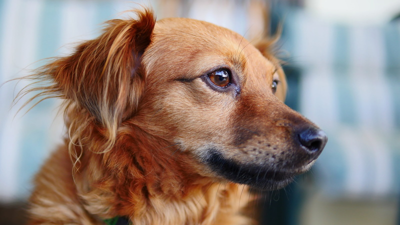 4K, cute, profile view, animal head, looking away, softness, relax, tender, domestic animals, sad, adorable, puppy, one animal, pet, canine, amazing, small