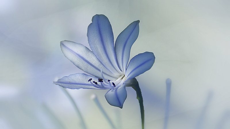 macro, no people, tender, grow, growth, color, iris - plant, inflorescence, crocus, sunlight, fresh, amazing, softness, spring, flower head, gardening