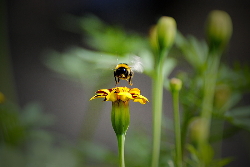 amazing, pollen, petal, nature, stunning, one animal, animals in the wild, garden, flowering plant, freshness, pollination, soft, insect, plant, tender