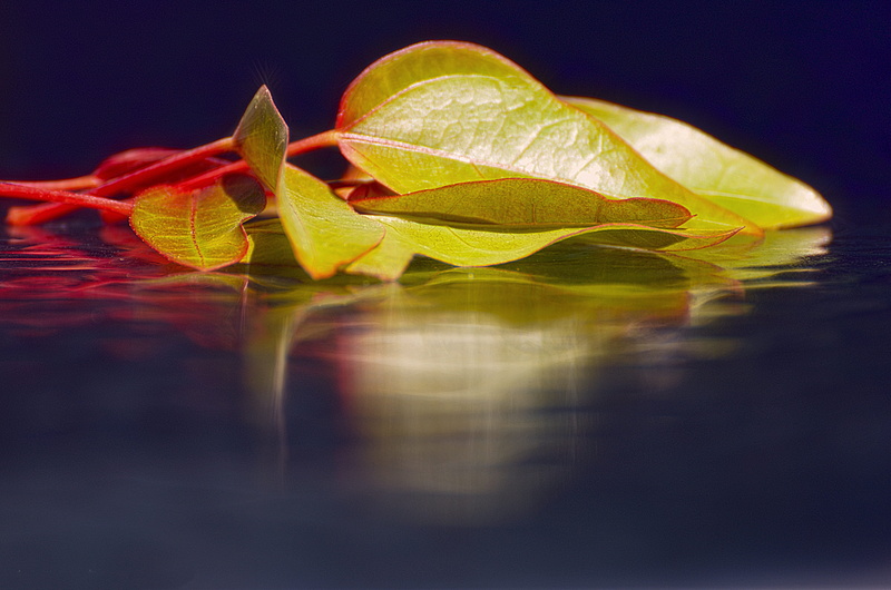 selective focus, flora, blossom, water, plant part, environment, close-up, 4K, black background, leaf, amazing, green, light, spring, season, bright, overwhelming