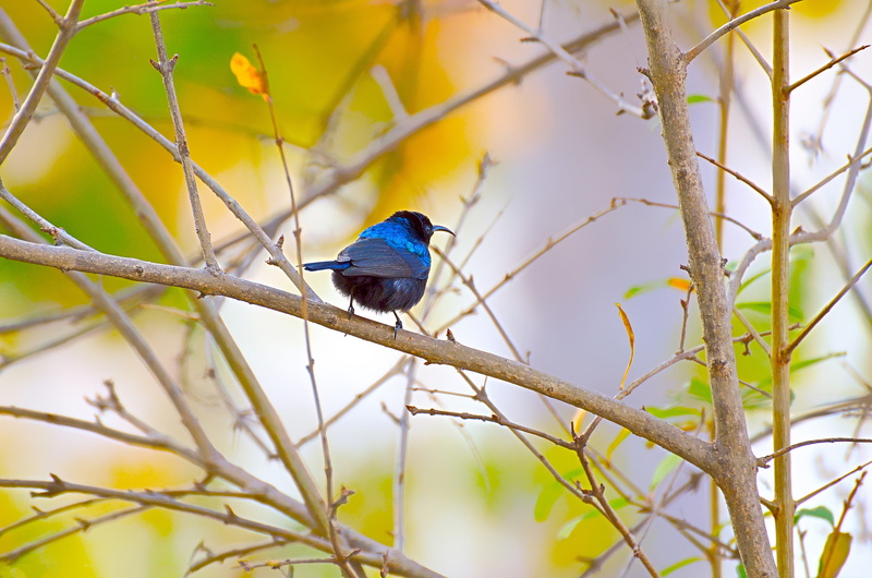 animals in the wild, songbird, selective focus, garden, flora, leaf, outdoors, branch, little, feather, stunning, beautiful, focus on foreground, nature